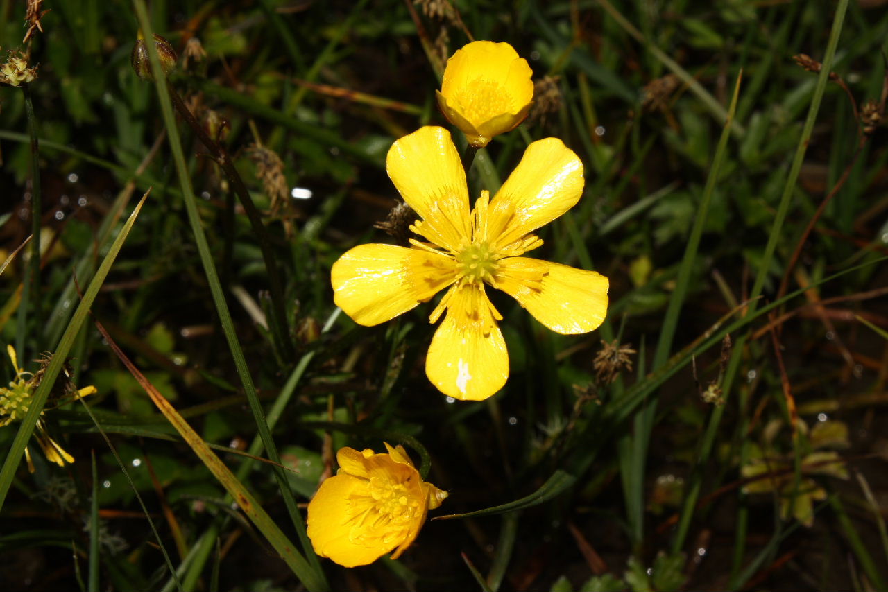 Ranunculus repens / Ranuncolo strisciante